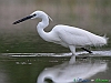 Uccelli ciconiiformi 52 - Garzetta.jpg